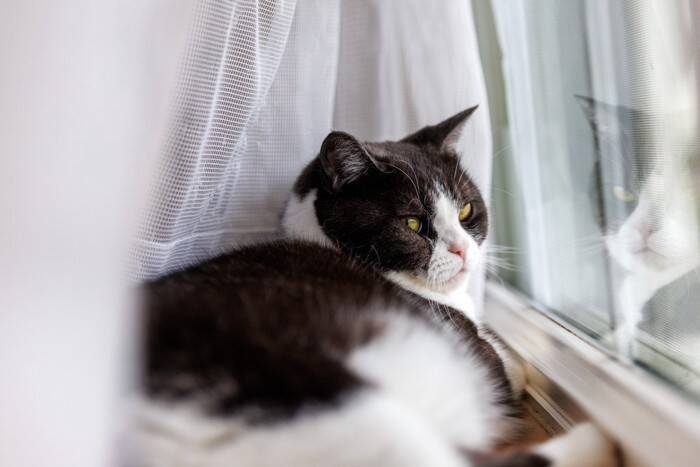 猫の『留守番』は何時間までさせていいの？年齢別の目安や気を付けたい3つのこと