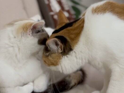 『妹にかまってほしいネコ』→ちょっかいをかけ続けた結果…『可愛すぎる展開』に２万いいねの反響「愛しすぎるｗ」「なんか口説いてるみたい」
