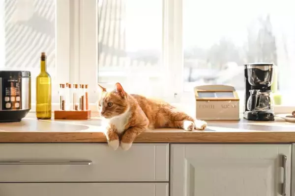 猫が『飼い主の目を盗んでやっていること』5選　こっそり行う理由や心理も解説