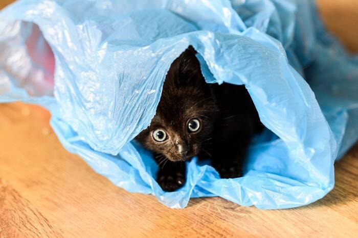 猫が『飼い主の目を盗んでやっていること』5選　こっそり行う理由や心理も解説