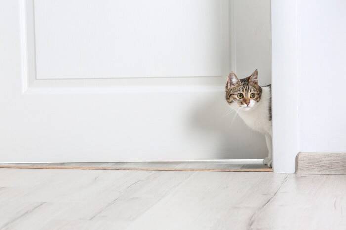 猫が『飼い主の目を盗んでやっていること』5選　こっそり行う理由や心理も解説