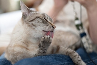 猫があなたの『ヒザの上で毛繕い』をする理由4つ　わざわざ乗ってくる心理とは？