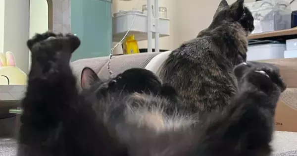 足でスマホを支えながら『大胆なポーズをしていた猫』を撮影…たまらなく可愛い瞬間に「なかなか撮れないアングルｗ」「すごい」と絶賛