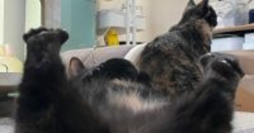 足でスマホを支えながら『大胆なポーズをしていた猫』を撮影…たまらなく可愛い瞬間に「なかなか撮れないアングルｗ」「すごい」と絶賛