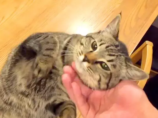 普段より甘えてくる子猫→ご飯をあげても見向きもせず…とんでもなく『愛おしい光景』が24万再生「たまらないね」「羨ましい」と反響
