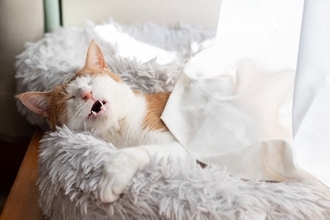 猫が『寝言を言っている』ときに考えられる理由4つ　中には注意が必要なケースも？