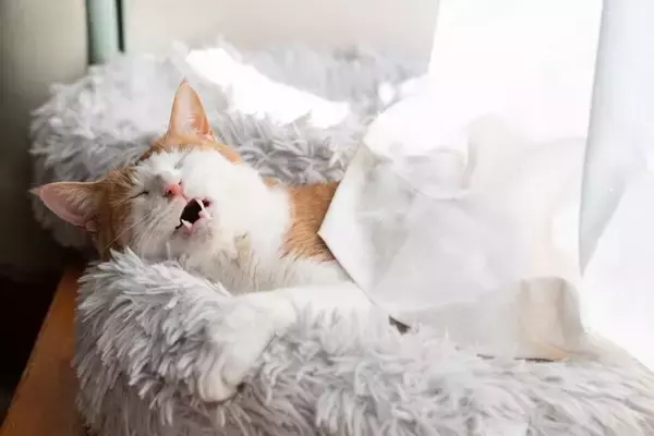 猫が『寝言を言っている』ときに考えられる理由4つ　中には注意が必要なケースも？