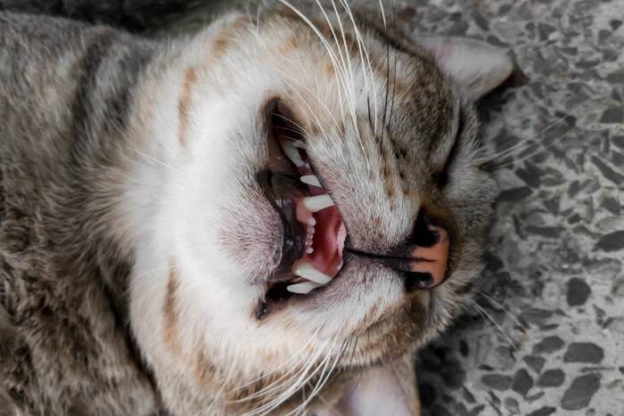 猫が『寝言を言っている』ときに考えられる理由4つ　中には注意が必要なケースも？