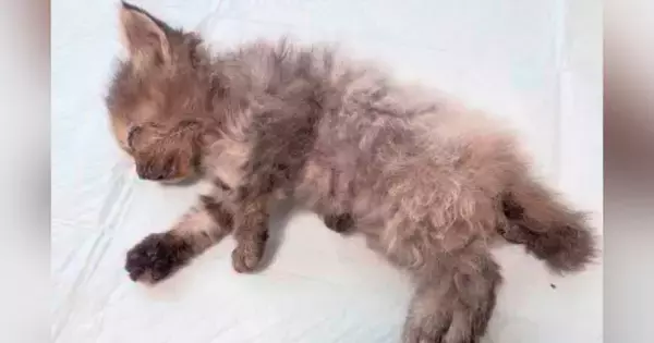 目が塞がり、『瀕死の状態だった子猫たち』→治療を続けた結果…涙が止まらない『現在の光景』が105万再生「本当にすごい」「グッときた」