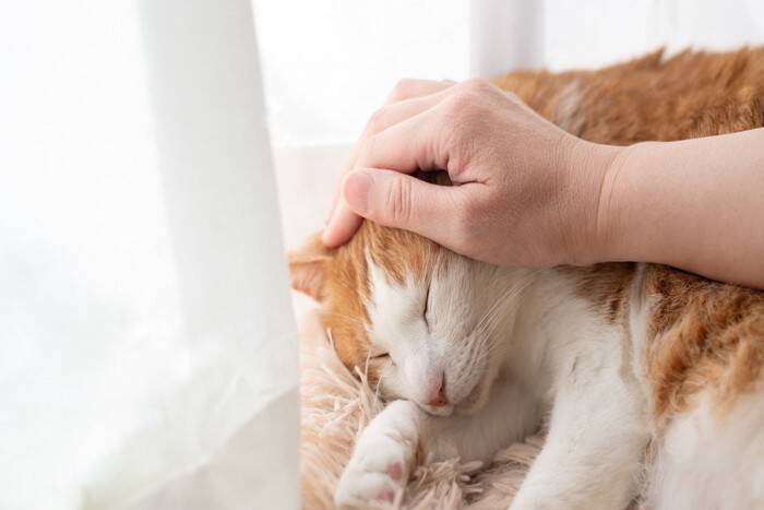 猫へ『愛情をしっかり届ける方法』3選　伝えるメリットや心がけるべきことも
