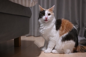 猫が『ニオイを嗅いで変顔』になるもの5選　フレーメン反応の仕組みや意味も解説
