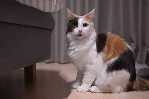 猫が『ニオイを嗅いで変顔』になるもの5選　フレーメン反応の仕組みや意味も解説