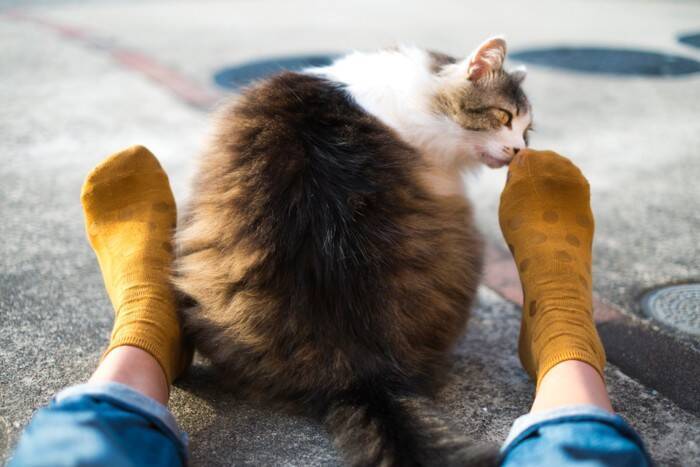 猫が『ニオイを嗅いで変顔』になるもの5選　フレーメン反応の仕組みや意味も解説