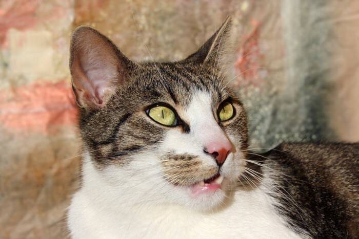 猫が『ニオイを嗅いで変顔』になるもの5選　フレーメン反応の仕組みや意味も解説