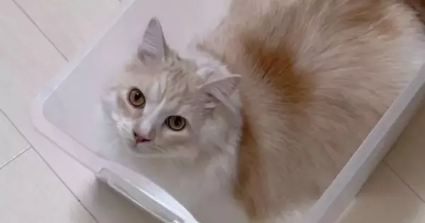 透明ケースの中に入っていた猫→『しっぽ出てるよ！』と伝えた結果…まさかの反応が62万再生「スゴイとしか言いようがない」「頭良いｗ」