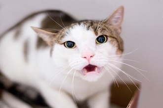猫がする『仮病』に見える仕草4つ　考えられる心理や対応のコツまで