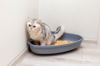 猫も身にも起こる『尿路結石』に関する5つの知識 　発症する原因や主な症状、対処法まで解説