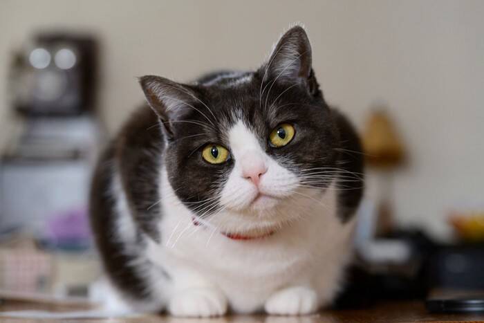 愛猫が『アイコンタクト』してくるときの心理3選　視線を合わせたがる意味や正しい応え方