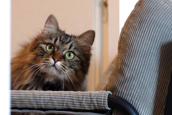 愛猫が『アイコンタクト』してくるときの心理3選　視線を合わせたがる意味や正しい応え方