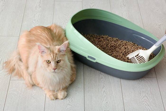 猫が『トイレ掃除』を見つめているときの心理4選　すかさず監視しにくる理由とは？