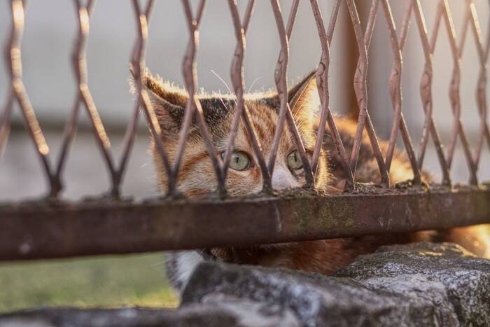 猫の緊急時に備えておくべき『連絡先』3つ　必要となるケースはどんなとき？