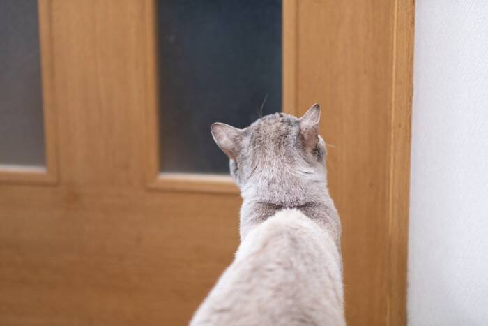 猫との暮らしで『健気だなあ』と感じる瞬間5選　愛おしい仕草の意味や心理も解説