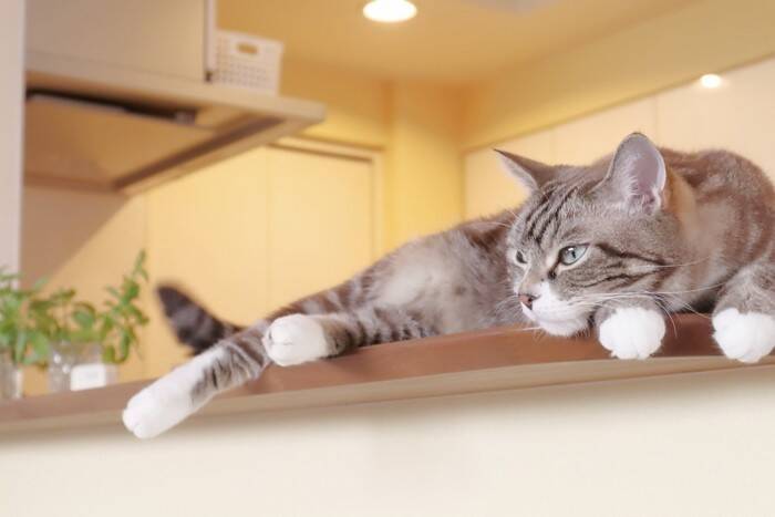 猫との暮らしで『健気だなあ』と感じる瞬間5選　愛おしい仕草の意味や心理も解説