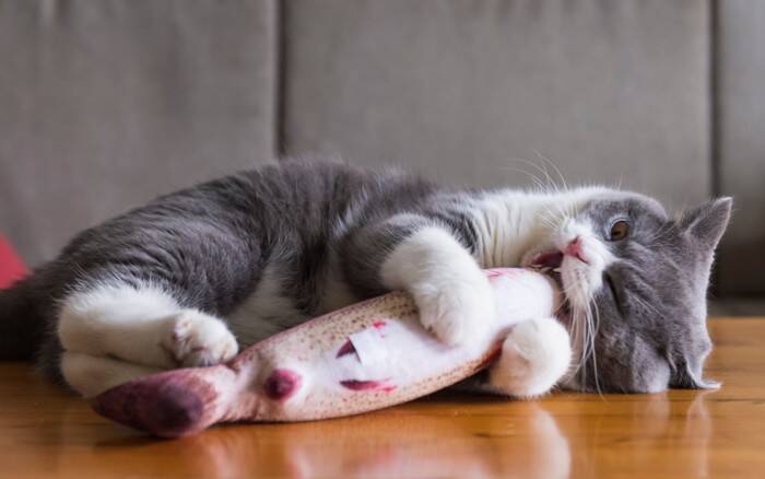 猫があなたに『甘噛み』してきたときの理由5つ　止めさせるコツや適切な対処法も解説