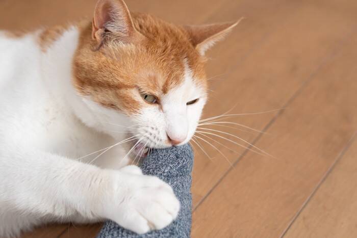 猫があなたに『甘噛み』してきたときの理由5つ　止めさせるコツや適切な対処法も解説