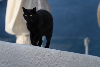 「美しいギリシャの島で、猫に囲まれて生活する」夢が現実になるかも！　海が好きな猫ファンにチャンス到来か