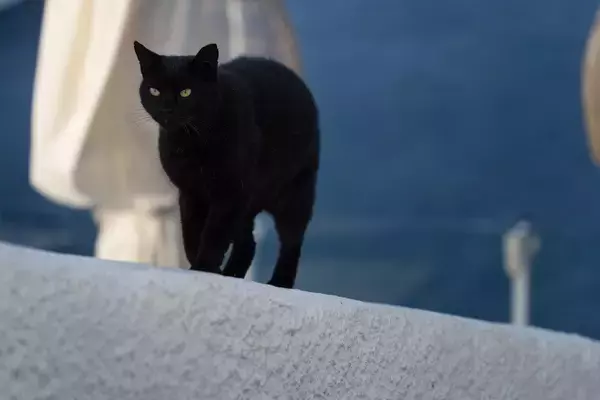 「美しいギリシャの島で、猫に囲まれて生活する」夢が現実になるかも！　海が好きな猫ファンにチャンス到来か
