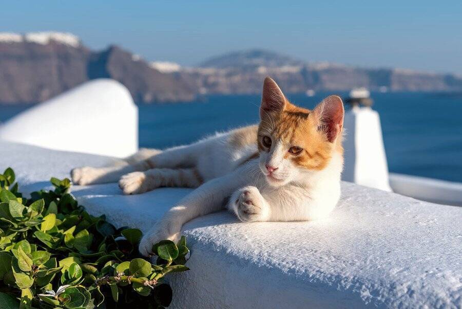 「美しいギリシャの島で、猫に囲まれて生活する」夢が現実になるかも！　海が好きな猫ファンにチャンス到来か