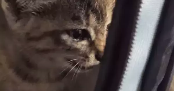 一生懸命鳴いていた子猫→だんだん眠たくなってきて…人間の赤ちゃんのような光景が63万再生「エンドレスで見られる」「抱きしめたい」