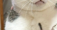 ママに両手で抱えられ、完全に脱力しきった様子の猫→『表情』を見ると…まさかの光景に1万4000いいね「顔ｗｗ」「栄養も吸われてて草」