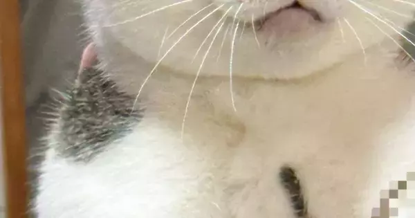 ママに両手で抱えられ、完全に脱力しきった様子の猫→『表情』を見ると…まさかの光景に1万4000いいね「顔ｗｗ」「栄養も吸われてて草」