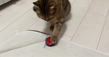 猫と久しぶりに『カスタネット』を使って遊んでみた結果…驚きの光景が12万再生「天才やわぁｗ」「大会があったら間違いなく優勝ｗ」と絶賛