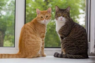 猫2匹は本当に仲良し？研究でわかった「良い関係・悪い関係」の見分け方【獣医師執筆】