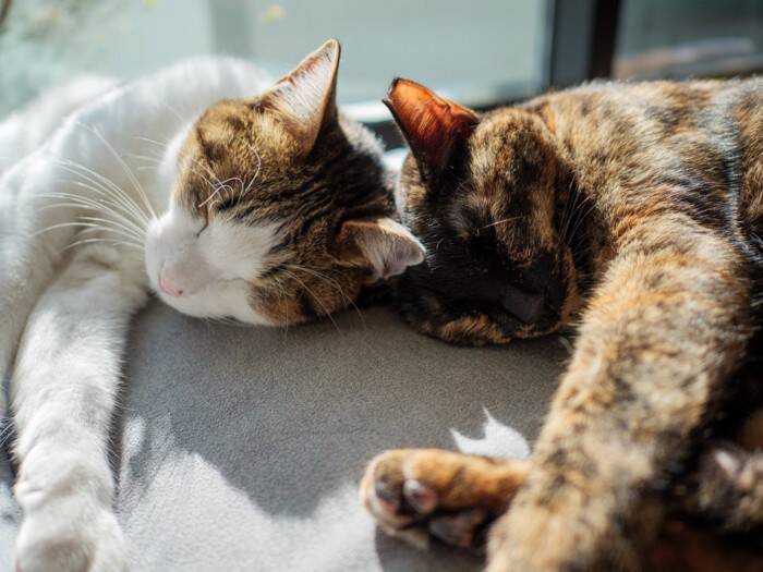 猫2匹は本当に仲良し？研究でわかった「良い関係・悪い関係」の見分け方【獣医師執筆】