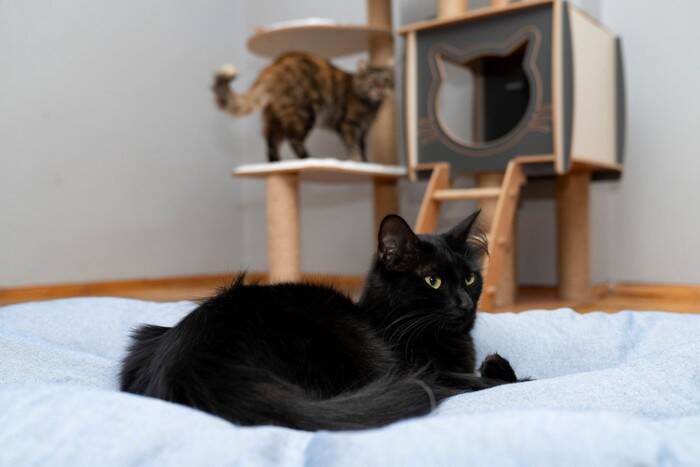 猫2匹は本当に仲良し？研究でわかった「良い関係・悪い関係」の見分け方【獣医師執筆】