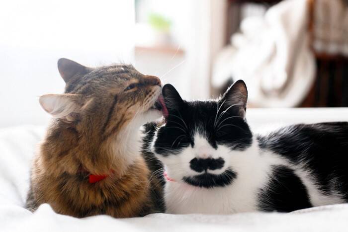 猫2匹は本当に仲良し？研究でわかった「良い関係・悪い関係」の見分け方【獣医師執筆】