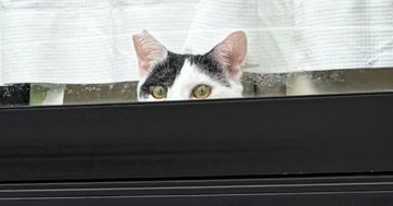 家を出た飼い主→『窓』を見たら、2匹の猫が…「最高のお見送りｗ」まさかの光景に1万いいね「笑えるし、すごく愛おしい」「もうたまらんｗ」