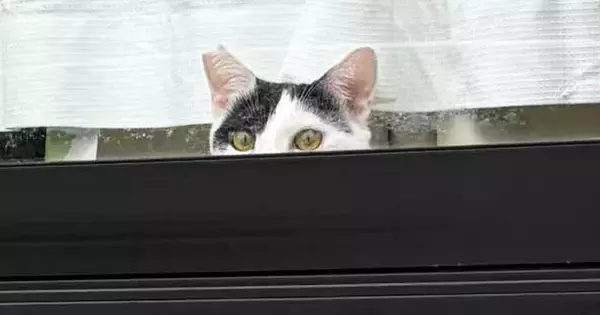 家を出た飼い主→『窓』を見たら、2匹の猫が…「最高のお見送りｗ」まさかの光景に1万いいね「笑えるし、すごく愛おしい」「もうたまらんｗ」