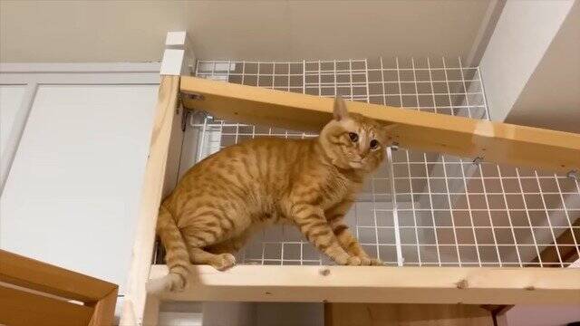 仲が悪い2匹の猫を『今日こそは…』と対面させら…まさかの『空中戦』が7.9万再生「いずれ扉を破壊しそうｗ」「早く仲良くなれたらいいね」