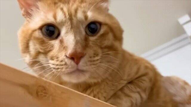 仲が悪い2匹の猫を『今日こそは…』と対面させら…まさかの『空中戦』が7.9万再生「いずれ扉を破壊しそうｗ」「早く仲良くなれたらいいね」