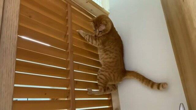 仲が悪い2匹の猫を『今日こそは…』と対面させら…まさかの『空中戦』が7.9万再生「いずれ扉を破壊しそうｗ」「早く仲良くなれたらいいね」