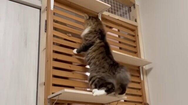 仲が悪い2匹の猫を『今日こそは…』と対面させら…まさかの『空中戦』が7.9万再生「いずれ扉を破壊しそうｗ」「早く仲良くなれたらいいね」