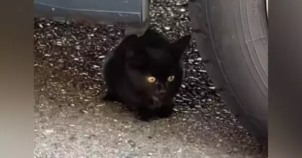 車の下に潜んでいた『小さな野良猫』を見守っていると…思いもよらない展開が30万再生「よろしくお願いしますｗ」「運命の出会い」と反響