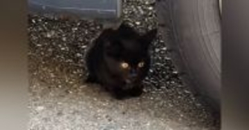 車の下に潜んでいた『小さな野良猫』を見守っていると…思いもよらない展開が30万再生「よろしくお願いしますｗ」「運命の出会い」と反響