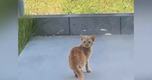 『家の前に現れるようになった子猫』と交流→少しずつ距離が縮まると…泣ける光景が121万再生「涙腺崩壊」「素敵すぎて言葉が出ない」