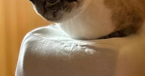 部屋に閉じ込められてしまっていた『猫』→ドアを開けてみると……まさかの光景に２万いいね「圧をかけられているみたい」「角度が怖い」